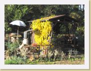 2006-11-16_14-36-09_novembre_78,1mm_1_500_eme_Canon PowerShot A95 * 2592 x 1944 * (793KB)